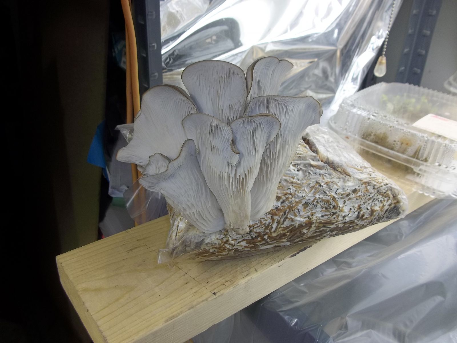 Grow Grey Oyster Mushrooms