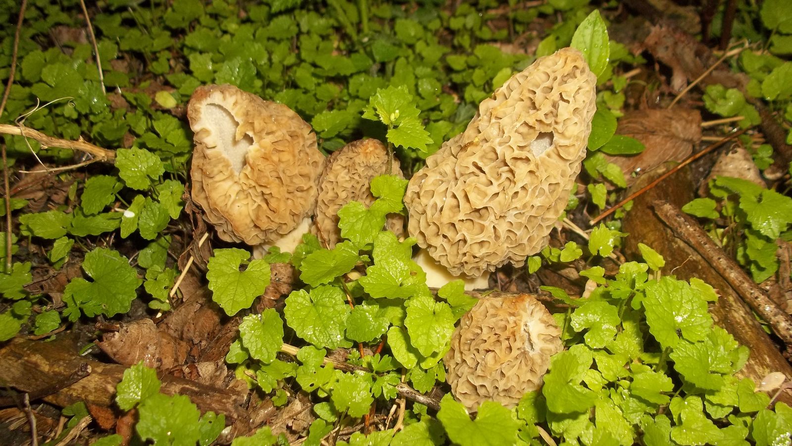 first morel mushrooms of the year