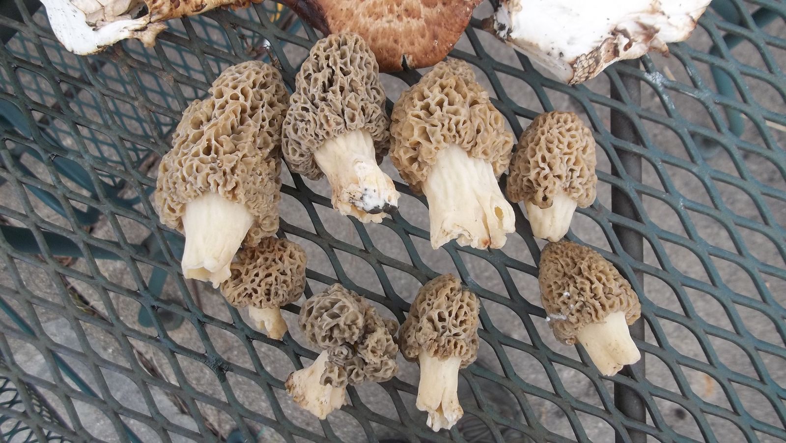 morel mushroom harvest
