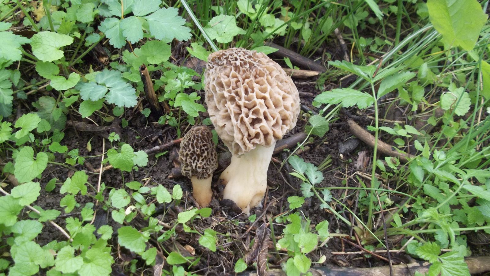 wild morel mushroom