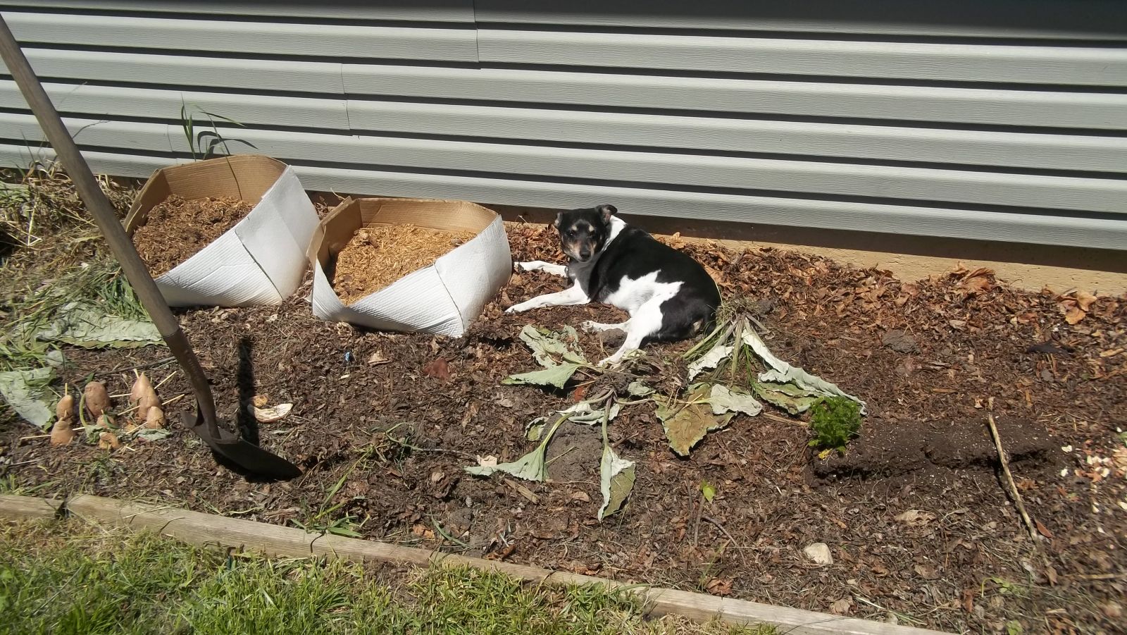 compost pile puppy