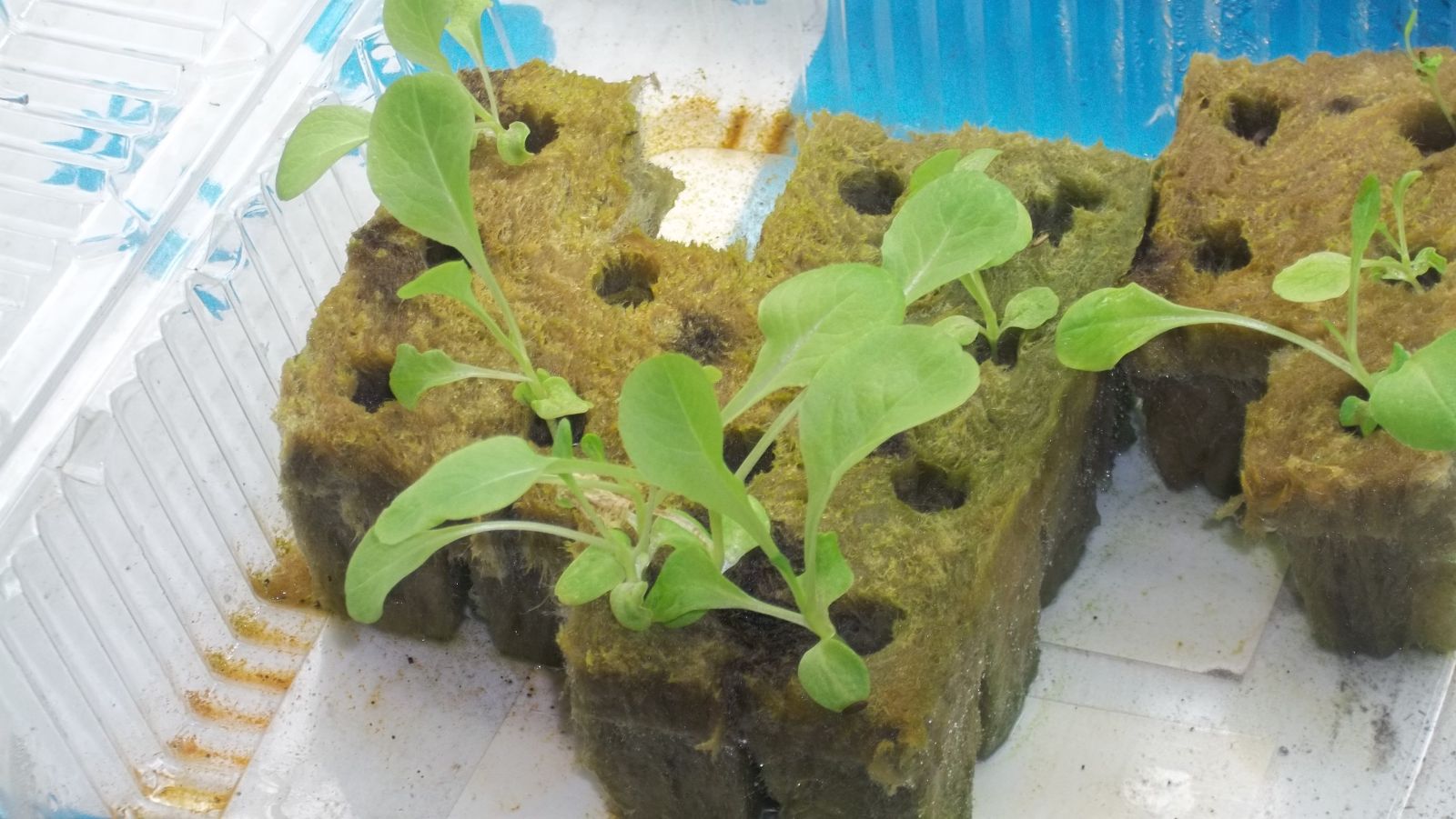 Lettuce Geminated In Rockwool Cubes
