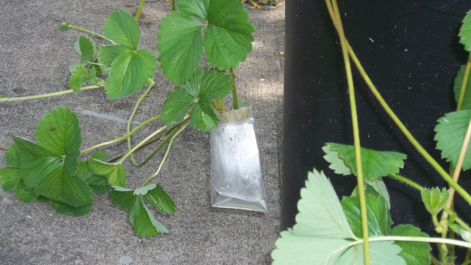 How To Root A Strawberry Plant Runner