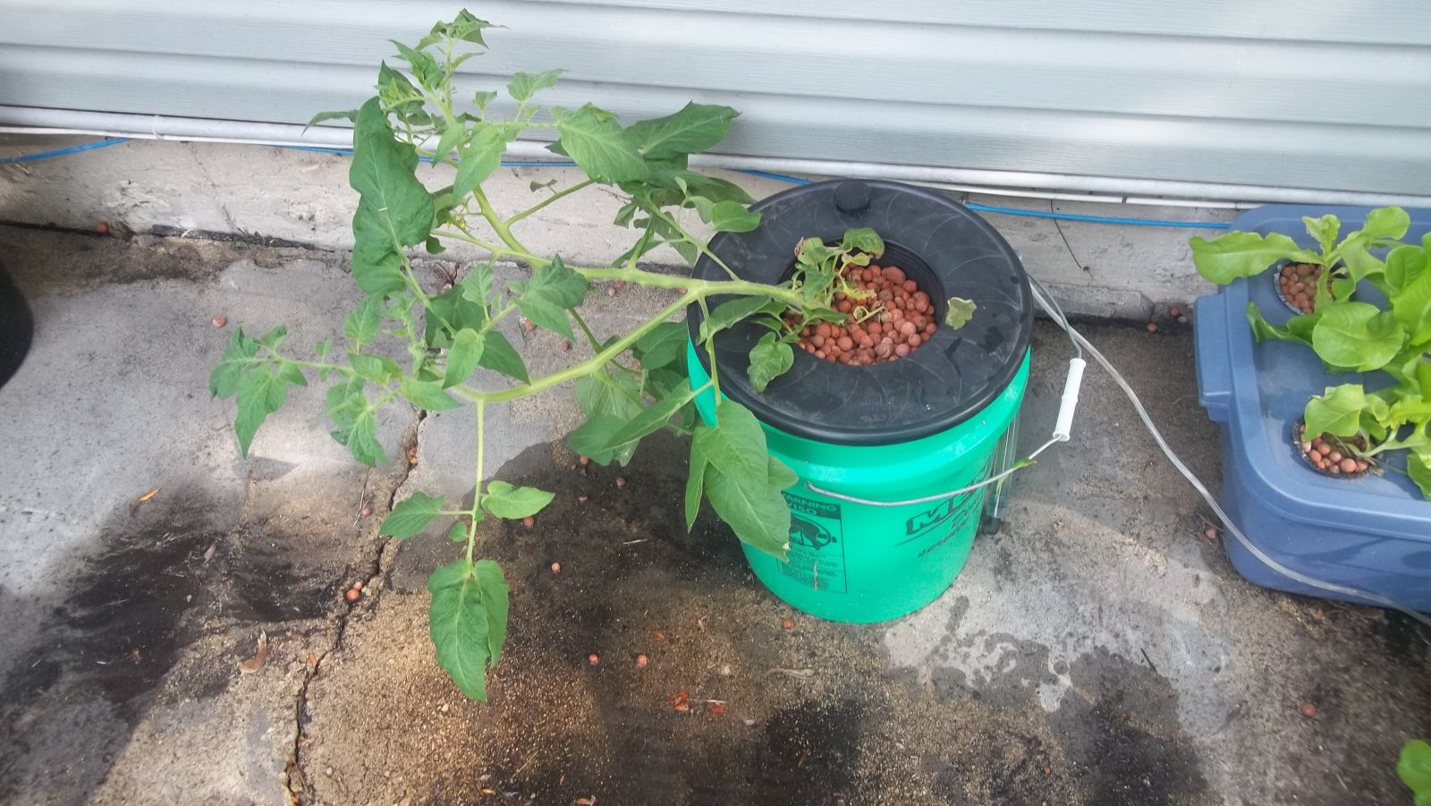 Hydroponic Early Girl Tomato