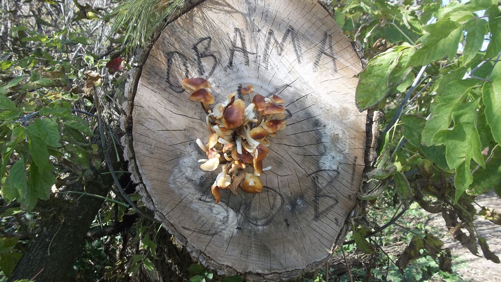 Obama Mushroom