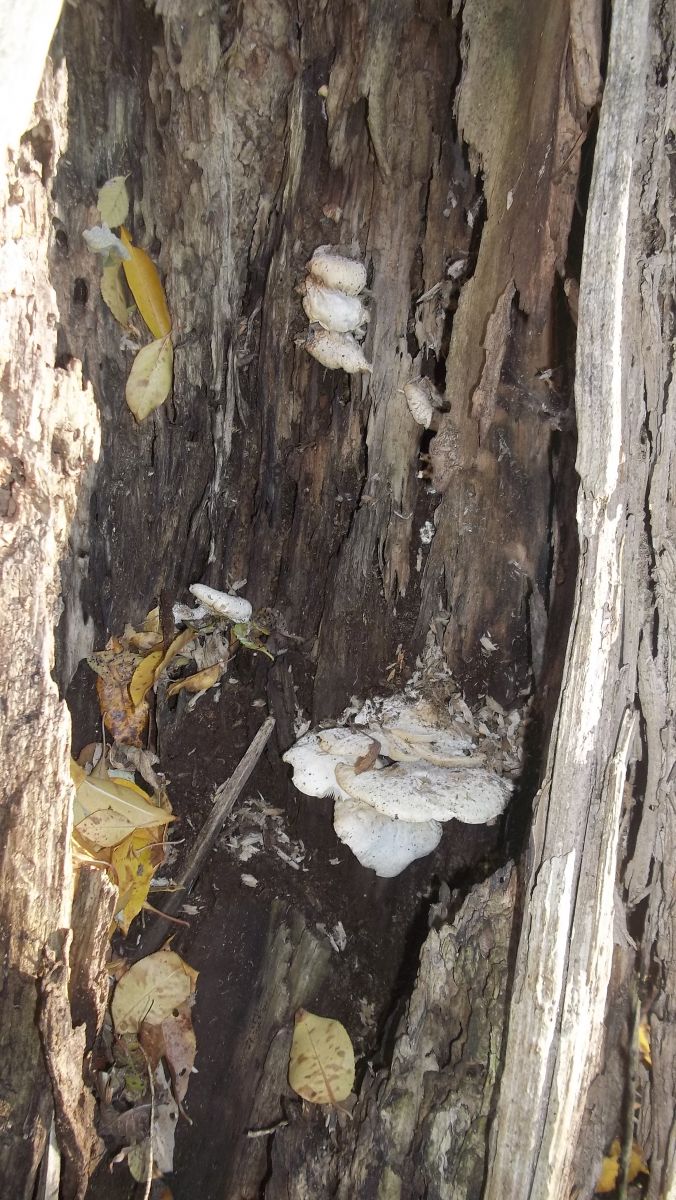 wild oyster mushrooms