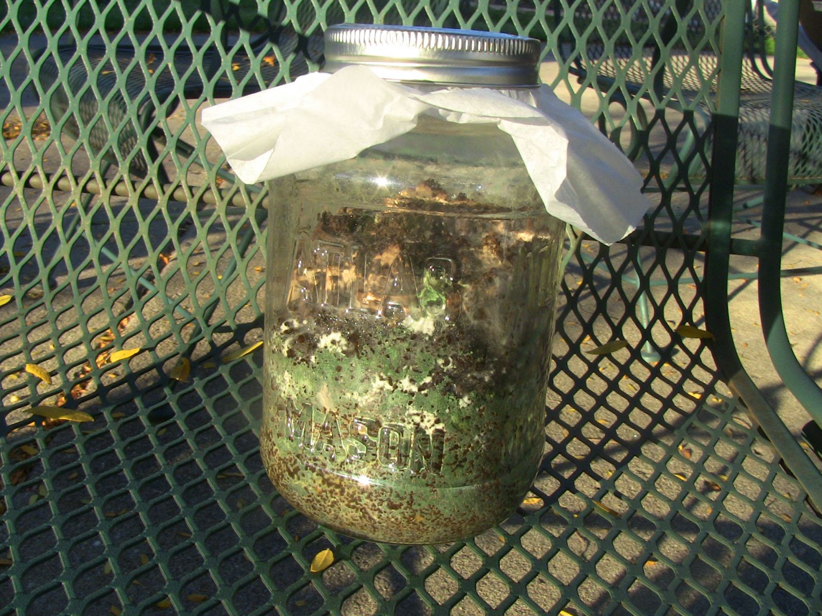 Mushroom Mycelium Contaminated With Green Mold