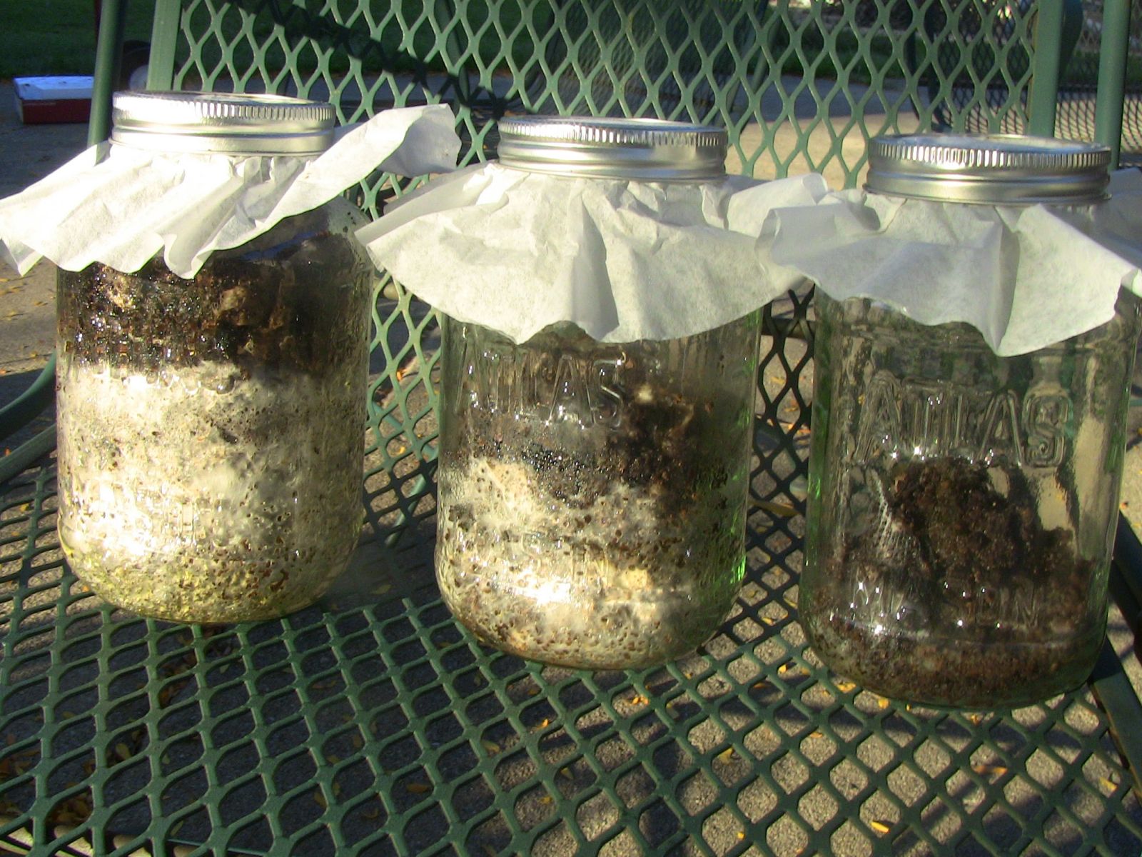 Mushroom Spawn Jar Using Coffee Grounds