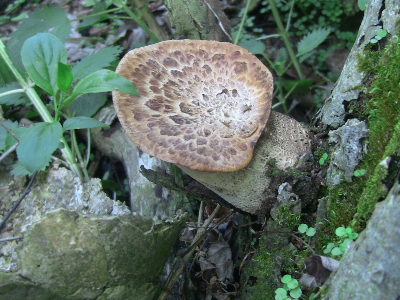 Pheasant's Back Mushrooms ( Polyporus squamosus)