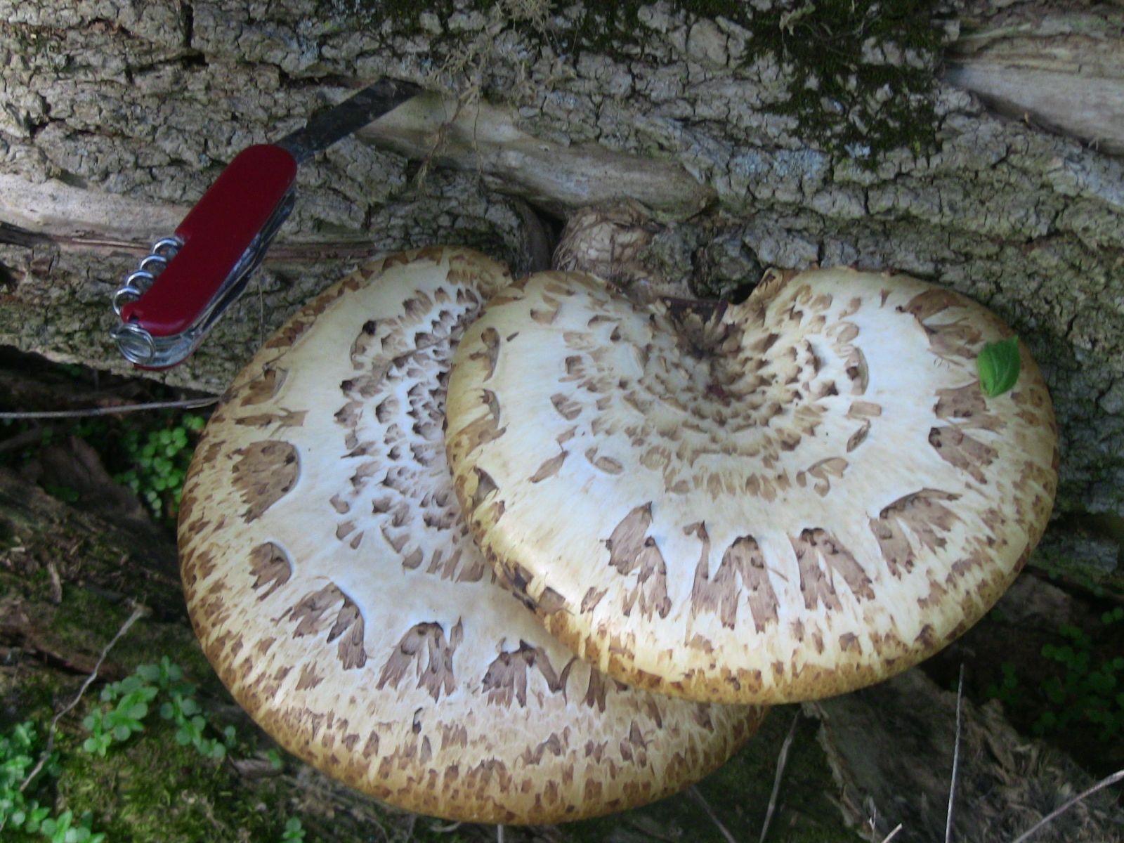 Pheasant's Back Mushrooms ( Polyporus squamosus)