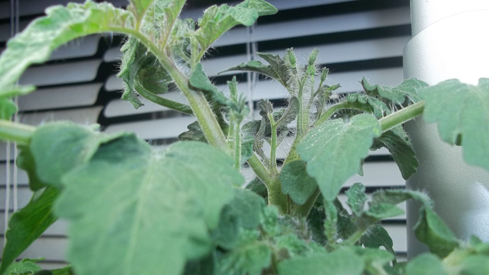 red robin tomato plant