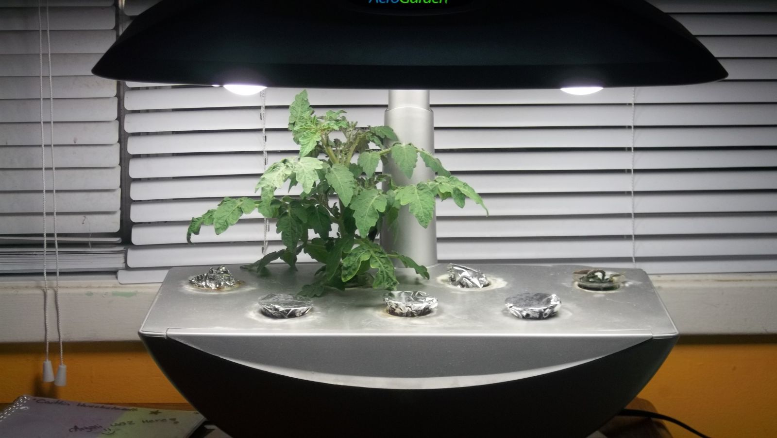 Aerogarden tomato plant