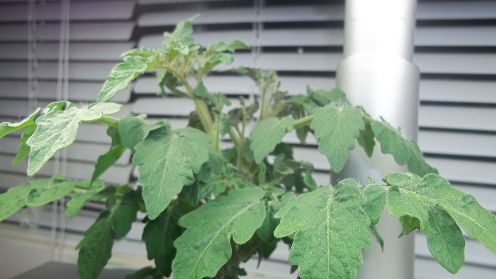 Aerogarden tomato plant