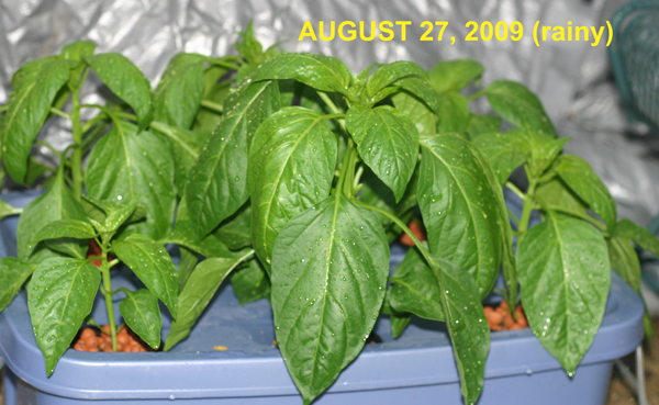 Hydroponic Bell Peppers