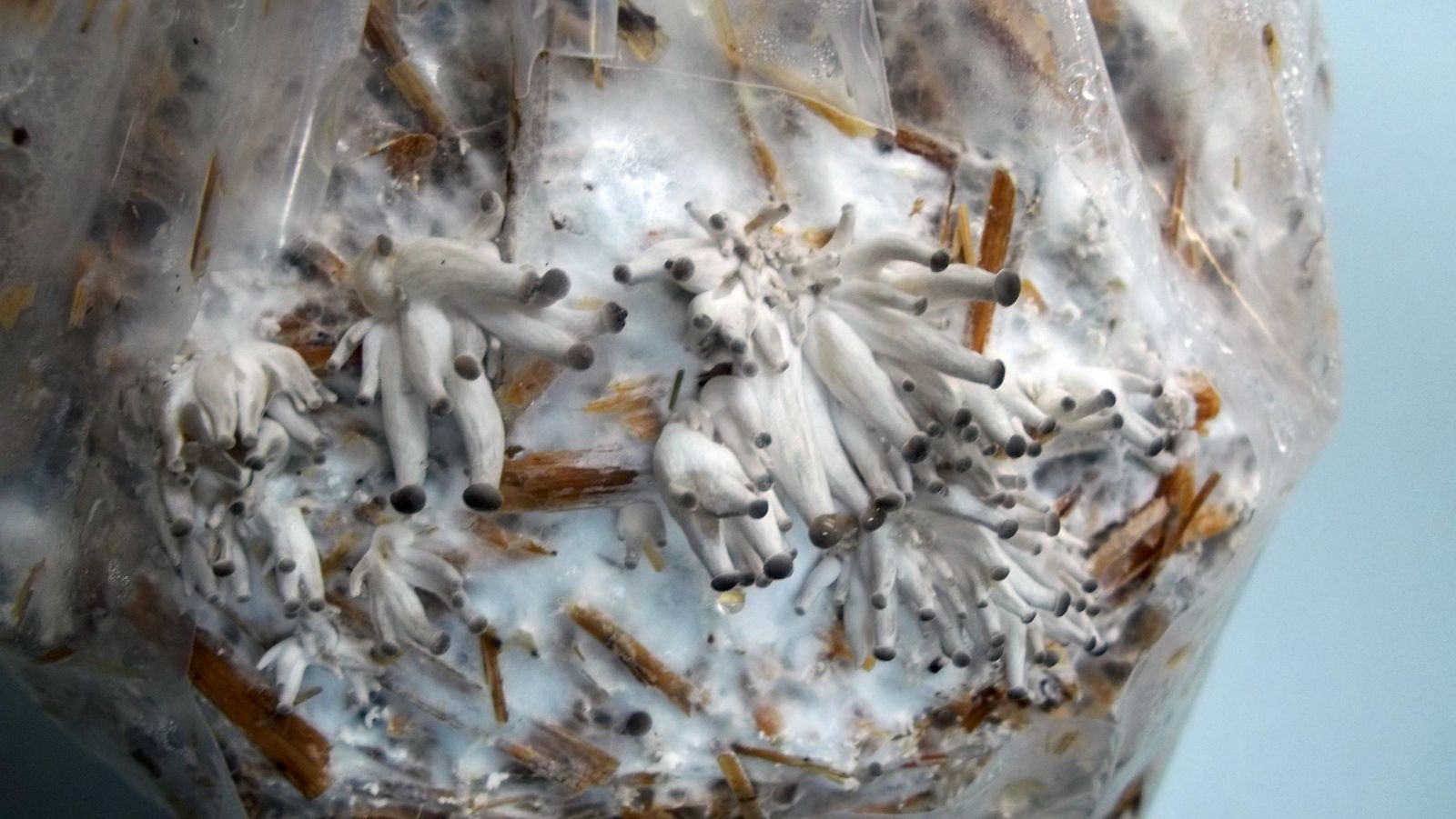 Grey Oyster Mushrooms Pinning