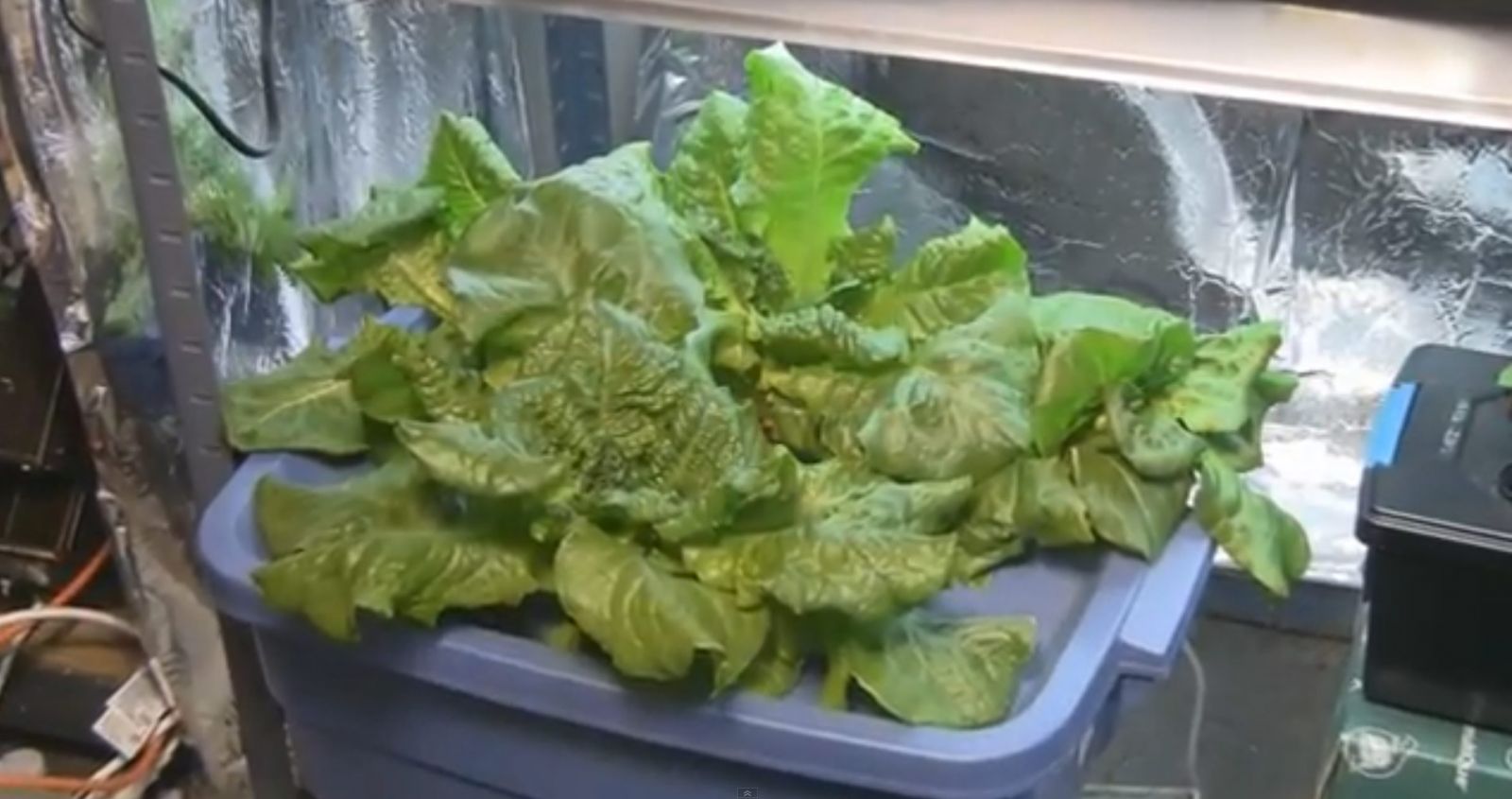Growing lettuce under grow lights | Tomorrow's Garden